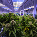 Cannabis Stocks Get New Life on SAFE Banking Act Progress